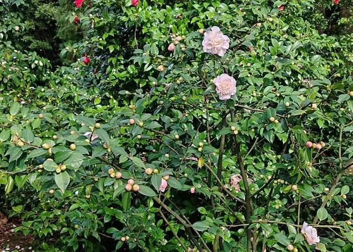 Appartement Splendid View *